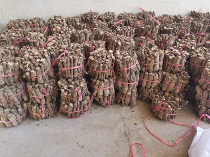 批发泡桐树根。紫花泡桐种根。白花泡桐种根。0.8~2公分