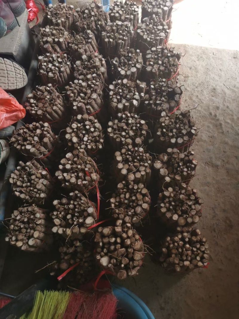 批发泡桐树根。紫花泡桐种根。白花泡桐种根。0.8~2公分