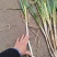 钢葱大量有货