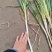 钢葱大量有货