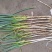 钢葱大量有货