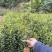 高产白花油茶苗实生苗种子苗软枝油茶营养杯苗