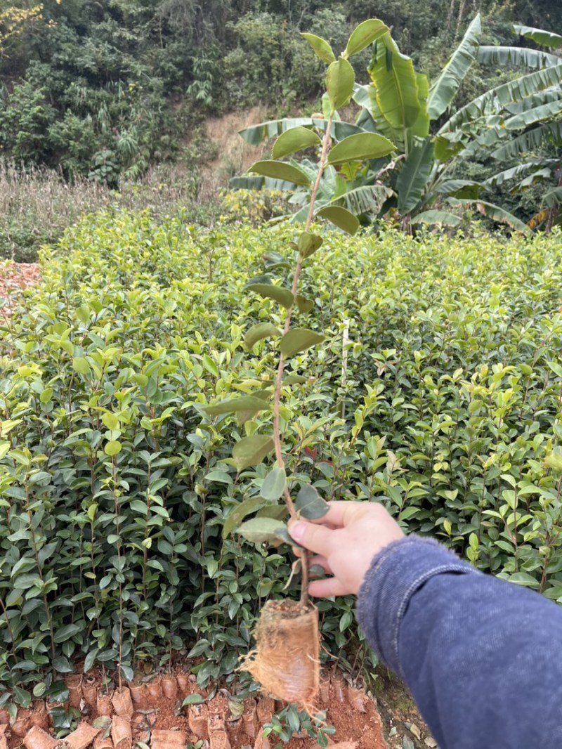 高产白花油茶苗实生苗种子苗软枝油茶营养杯苗