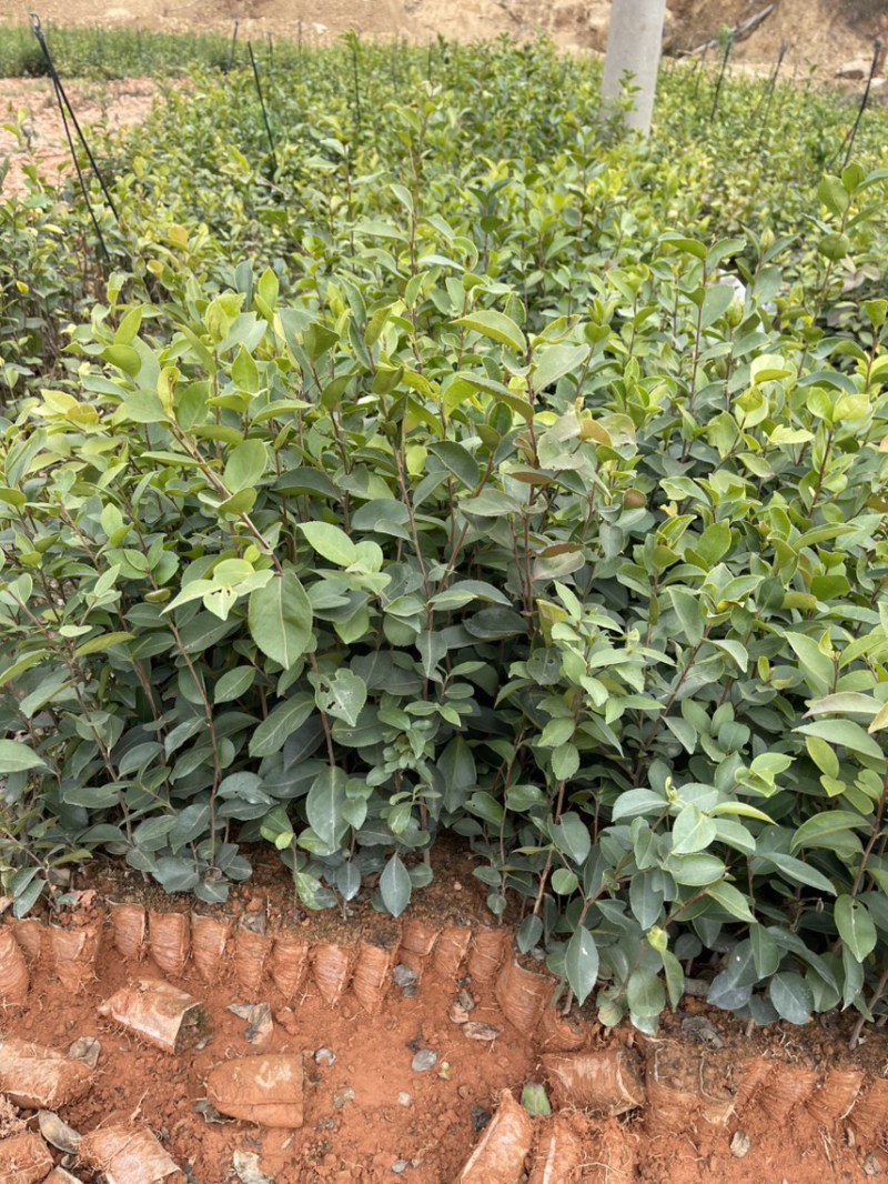 高产白花油茶苗实生苗种子苗软枝油茶营养杯苗