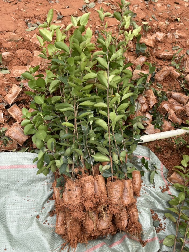 高产白花油茶苗实生苗种子苗软枝油茶营养杯苗