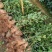 高产白花油茶苗实生苗种子苗软枝油茶营养杯苗