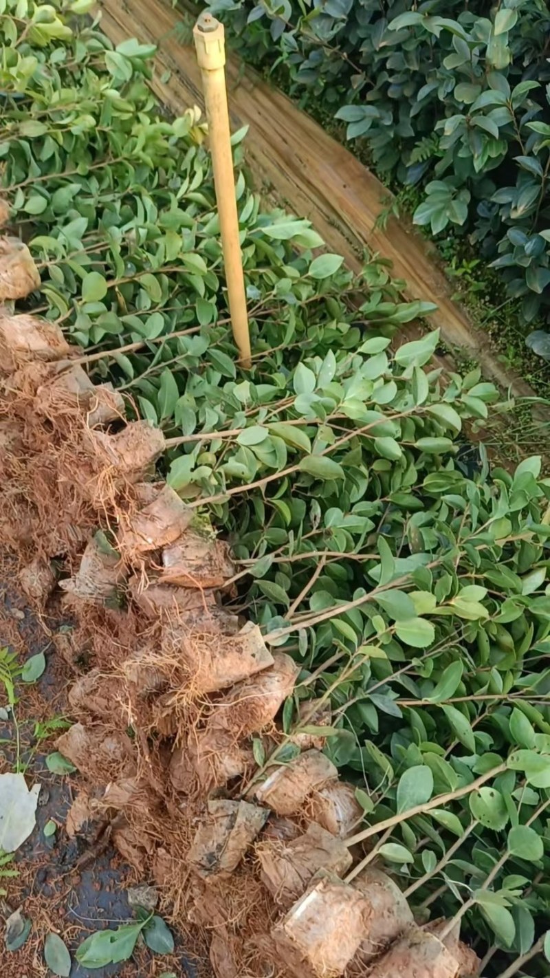 高产白花油茶苗实生苗种子苗软枝油茶营养杯苗