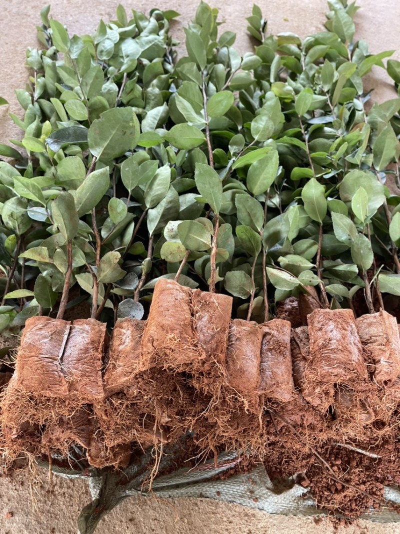 高产白花油茶苗实生苗种子苗软枝油茶营养杯苗
