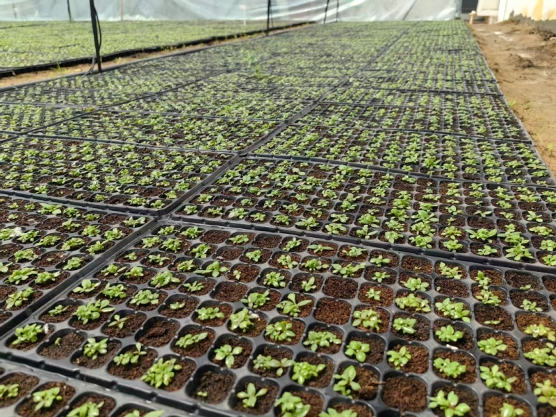 柳兰苗火热预订中，观赏花海+生态修复+经济入药！