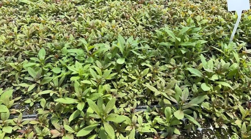 柳兰苗火热预订中，观赏花海+生态修复+经济入药！