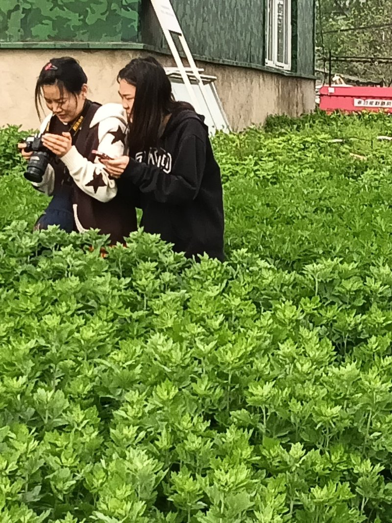 艾柱艾灸柱五年陈年家用纯艾叶艾灸条养生馆医用随身灸非无烟
