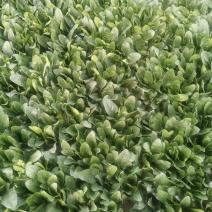 山东菠菜，小叶菠菜当天现挖打包发货保质保量，光面干净