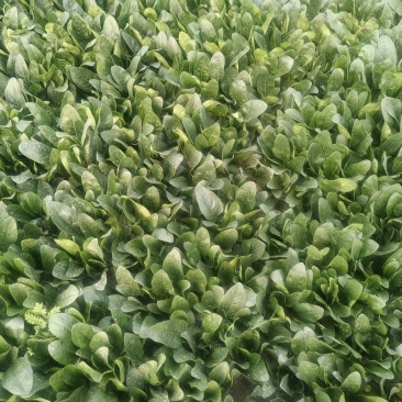 山东菠菜，小叶菠菜当天现挖打包发货保质保量，光面干净