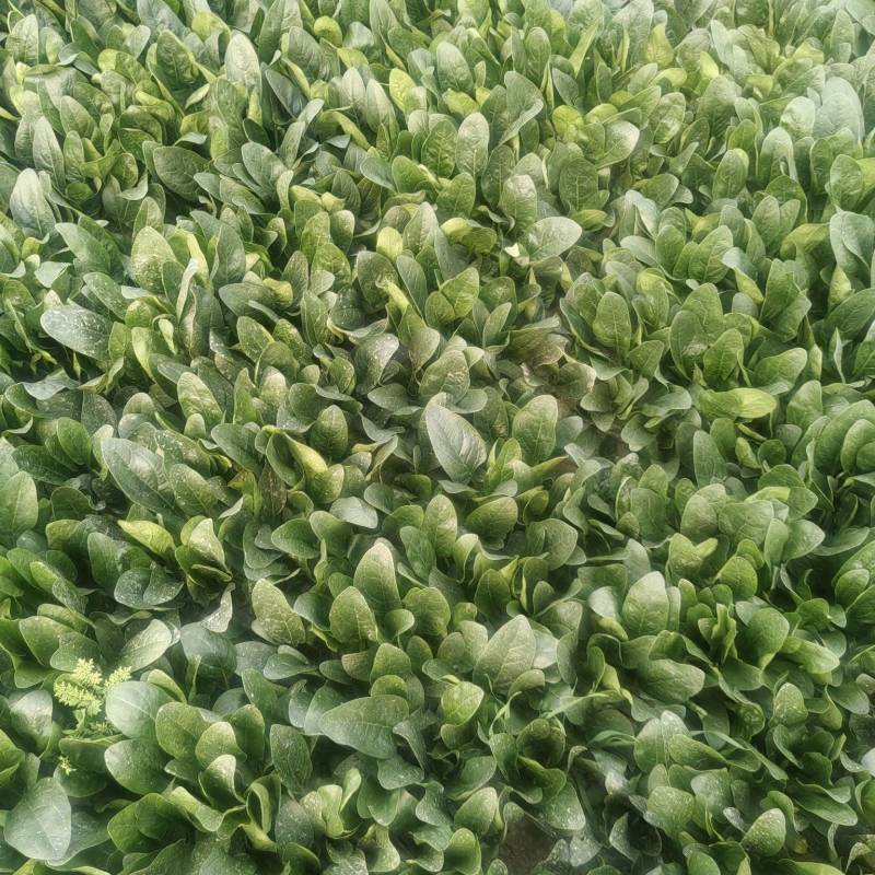 山东菠菜，小叶菠菜当天现挖打包发货保质保量，光面干净