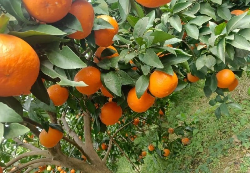 沃柑