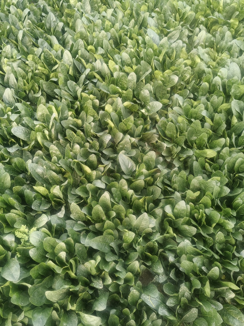 山东菠菜，小叶菠菜当天现挖打包发货保质保量，光面干净