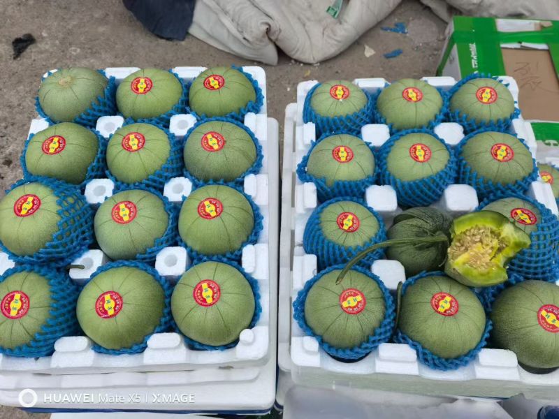 【推荐】山东优质绿宝甜瓜种植基地品质电商一件代发