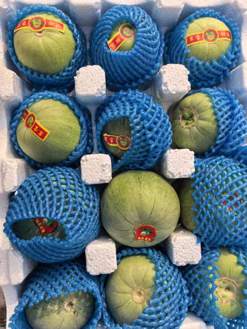 【推荐】山东优质绿宝甜瓜种植基地品质电商一件代发