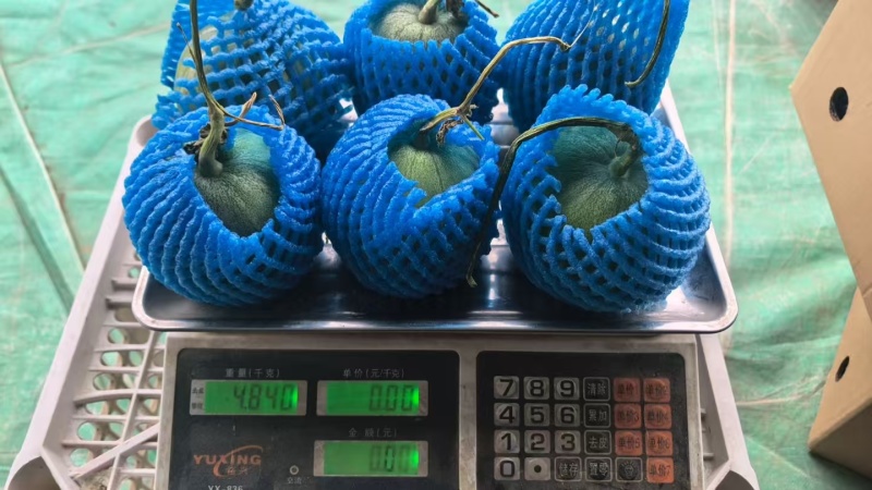 【推荐】山东优质绿宝甜瓜种植基地品质电商一件代发