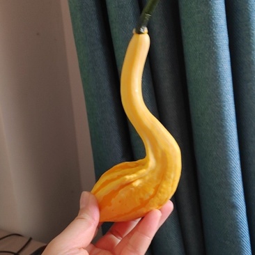 七彩墨西哥葫芦疙瘩小南瓜文玩手盘真果家具摆盘花材支持代发