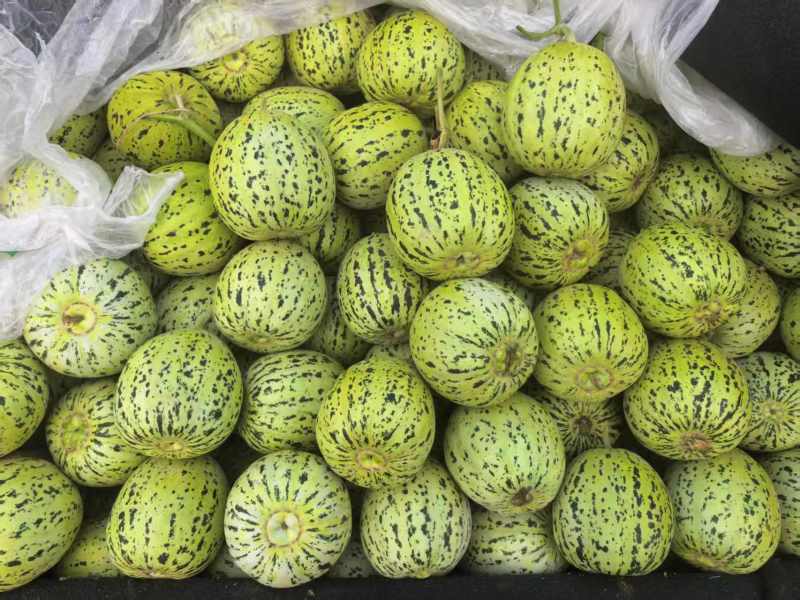 山东花美人花蕾甜瓜新鲜现摘品质电商一件代发欢迎下单