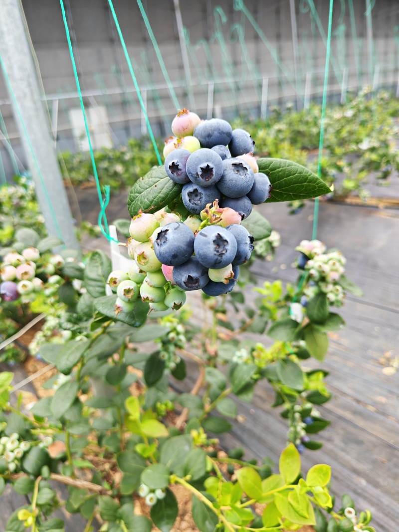 蓝莓