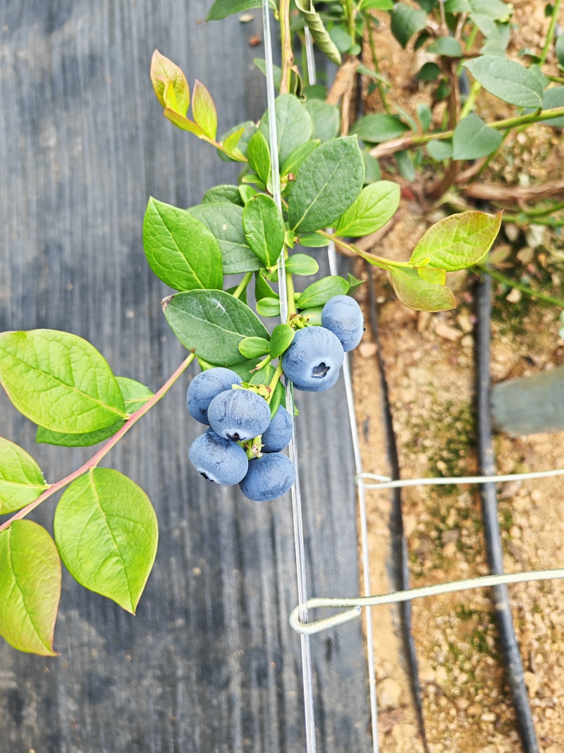 蓝莓