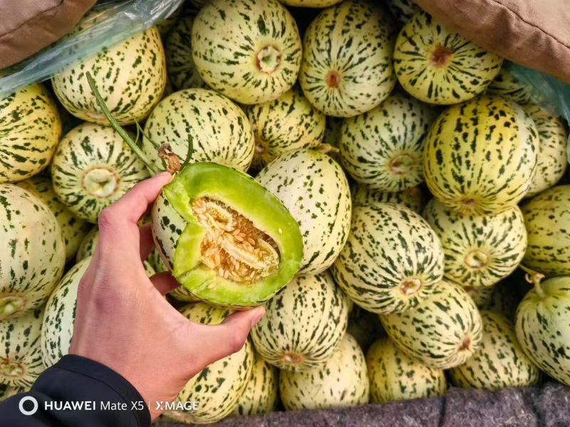 【甜！】山东花美人甜瓜新鲜现摘品质电商一件代发
