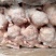 肉鸡西装