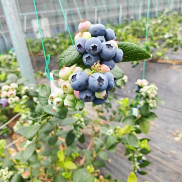 蓝莓