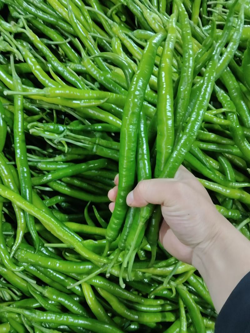三号鲜辣椒大量供应市场工厂电商价格美丽需要的联系