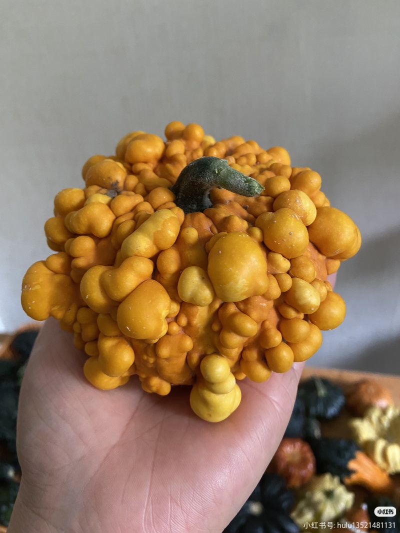 七彩墨西哥葫芦疙瘩小南瓜文玩手盘真果家具摆盘花材支持代发