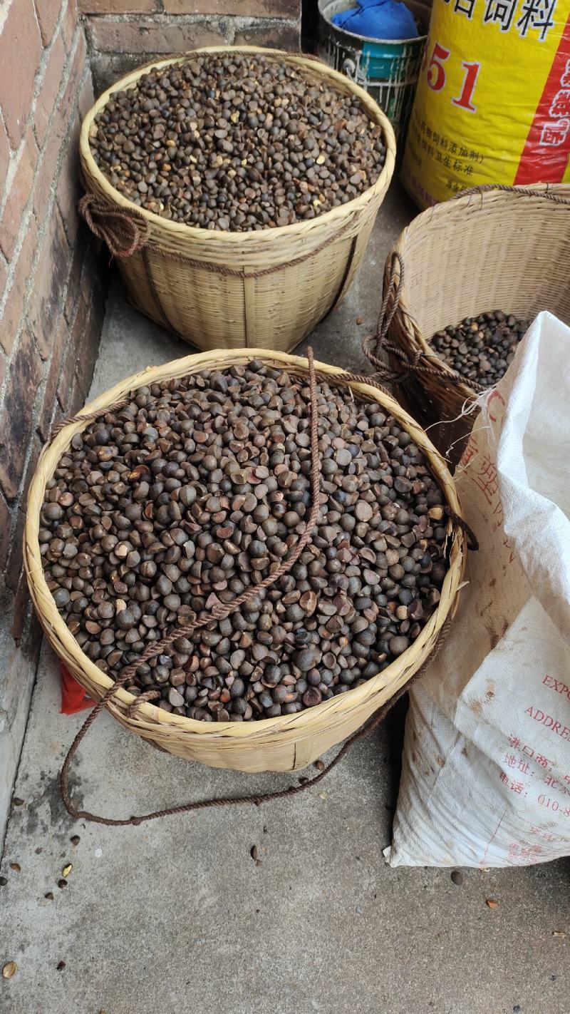 湖南郴州宜章莽山绿色白花小茶子野生山茶油