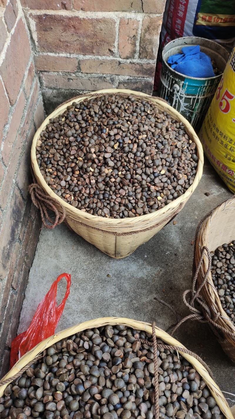 湖南郴州宜章莽山绿色白花小茶子野生山茶油