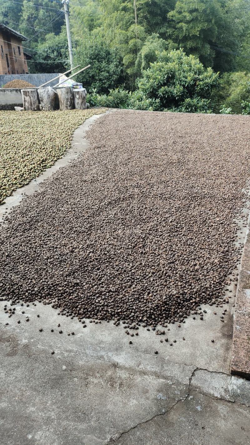 湖南郴州宜章莽山绿色白花小茶子野生山茶油