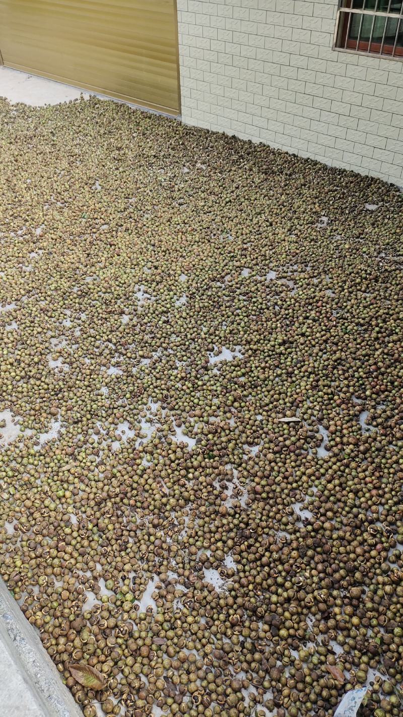 湖南郴州宜章莽山绿色白花小茶子野生山茶油