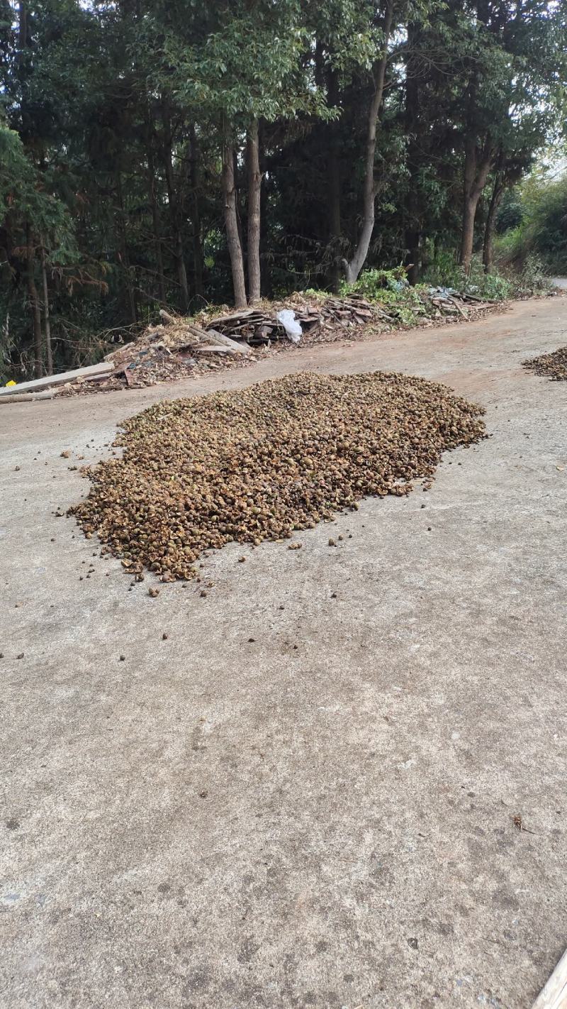 湖南郴州宜章莽山绿色白花小茶子野生山茶油