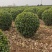 80大叶黄杨球产地直销