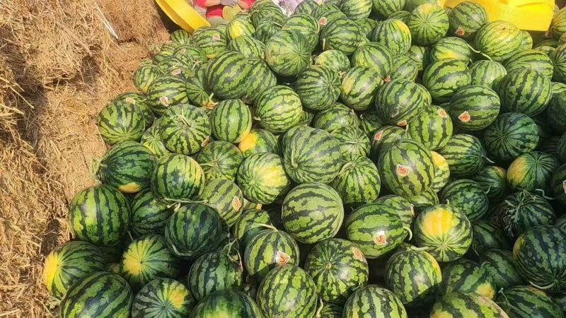 （热卖）陕西甜王西瓜价格美丽对接全国量大从优欢迎询价