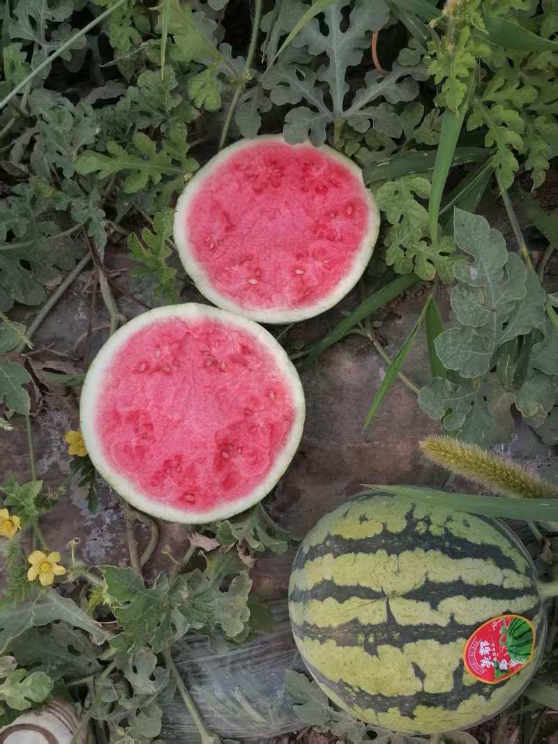 （热卖）陕西美都西瓜价格优惠质量好走货快对接全国清甜可口
