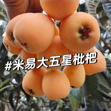 大五星枇杷攀枝花枇杷，量大从优，价格可谈，可视频看货