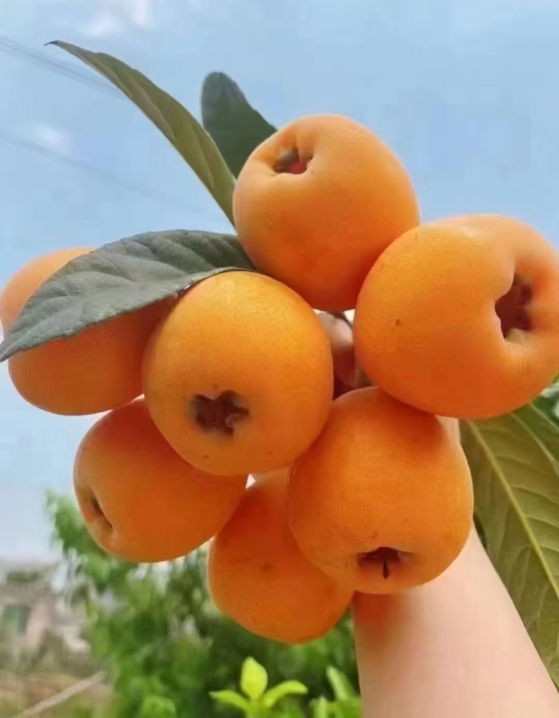 大五星枇杷攀枝花枇杷，量大从优，价格可谈，可视频看货