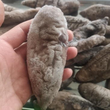 无冰乌参大量有货价格便宜电商团购定制