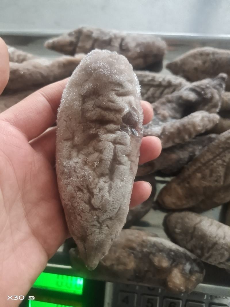 无冰乌参大量有货价格便宜电商团购定制