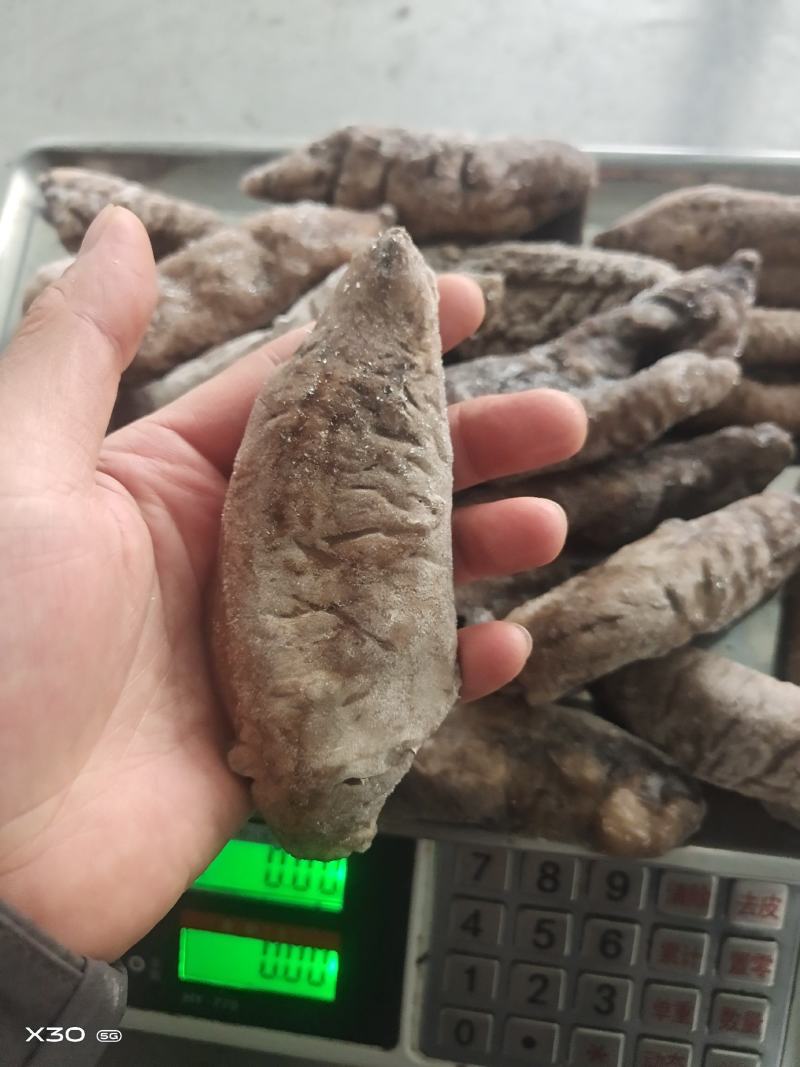 无冰乌参大量有货价格便宜电商团购定制