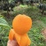 大五星枇杷攀枝花枇杷，量大从优，价格可谈，可视频看货