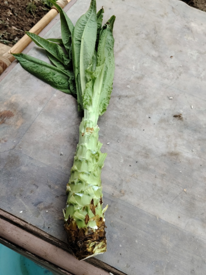 莴苣