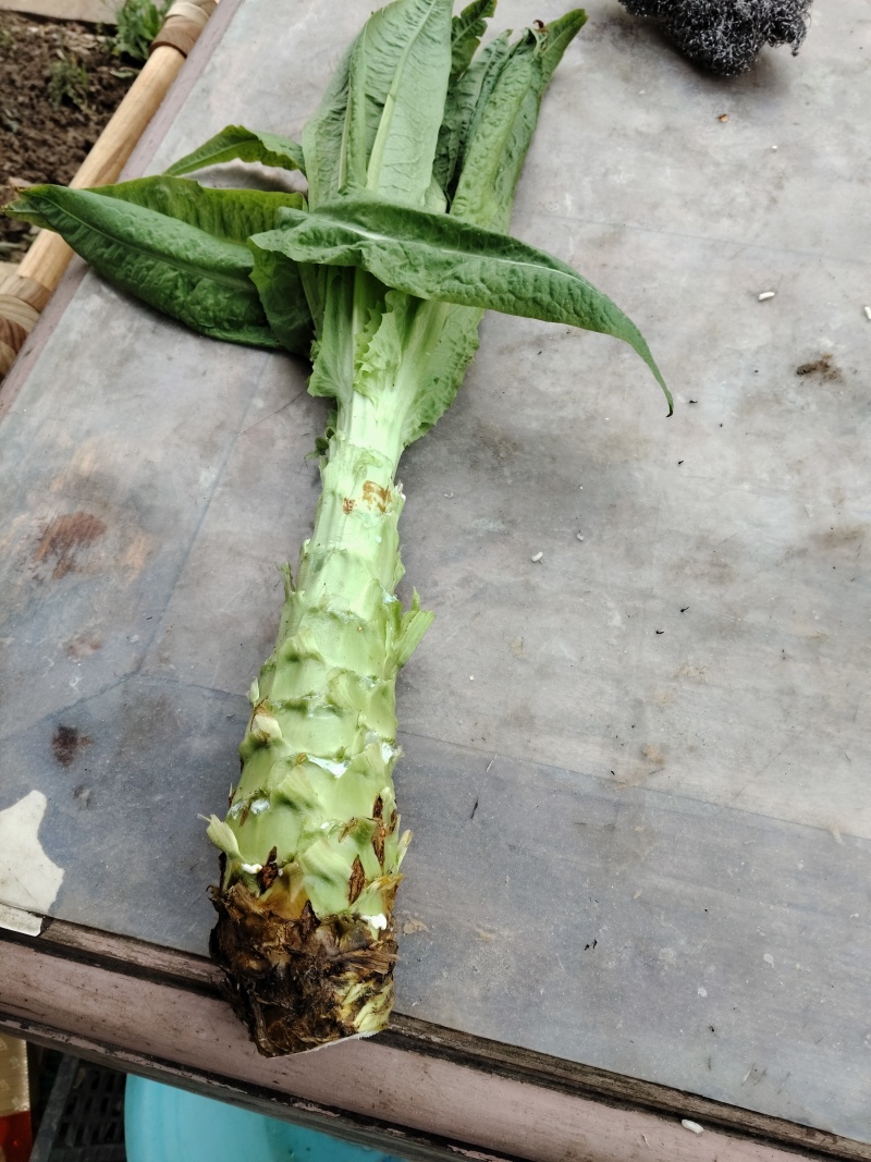 莴苣