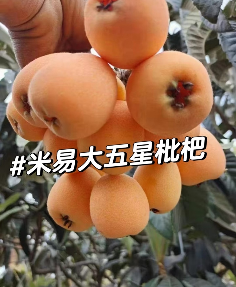 四川枇杷大五星枇杷产地一手货源，品质保证，对接市场批发商