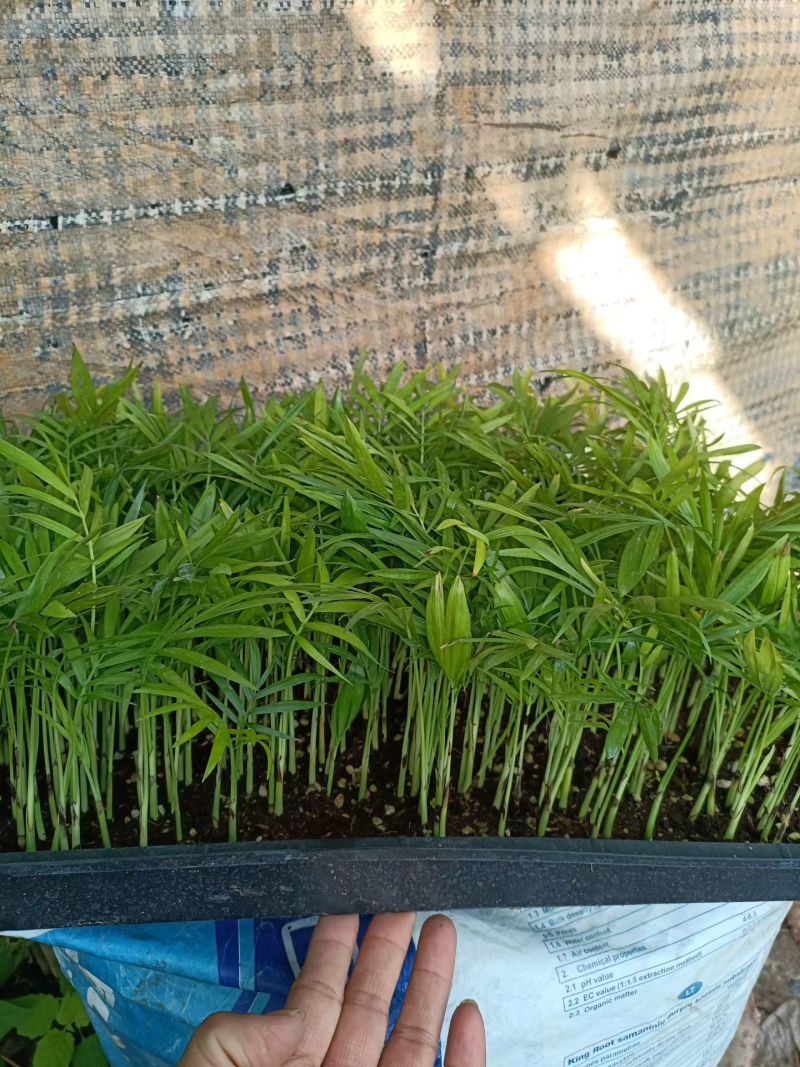 袖珍椰子种苗筛盘苗新手友好好养易活微景观造景素材
